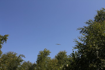 trees and blue sky