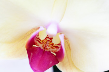closeup of orchid