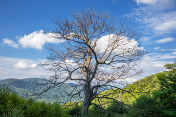 アメリカ、シェナンドー国立公園