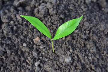 Hand holding growing tree and tree growing