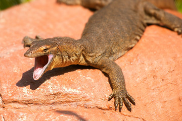 Fototapeta premium Mertens Water Monitor