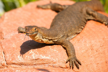 Mertens Water Monitor