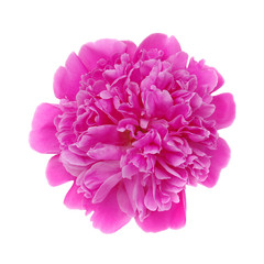 Peony flower isolated on white