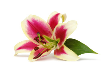 Obraz na płótnie Canvas lily flower isolated on white