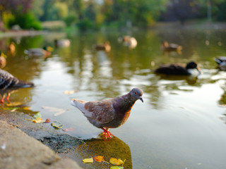 dove on a lake. Beautiful water reflections on a lake with ducks