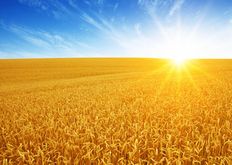 Wheat field and sun