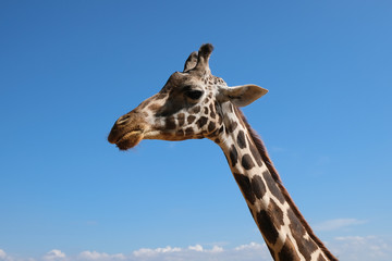 Giraffe head on a background of blue sky. African animal.