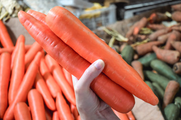 Female hand holding three big fresh orange carrots on a vegetables and legumes department of an Asian street market in El Nido Palawan the Philippines