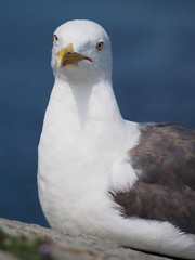 Goéland