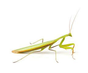 European Mantis isolated on white