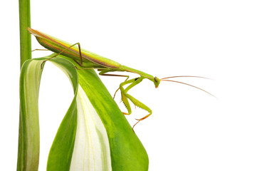 Green mantis on a plant