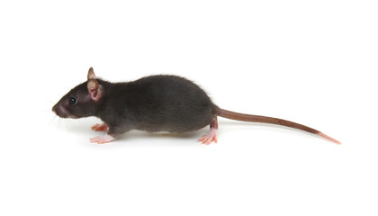 Rat isolated on white