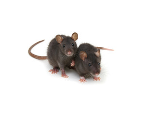 two little rats on white