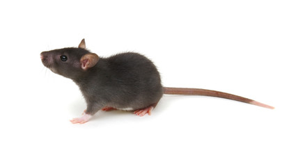 Rat isolated on white