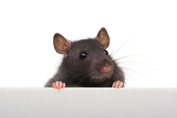Fototapeta na wymiar Rat closeup on a white background