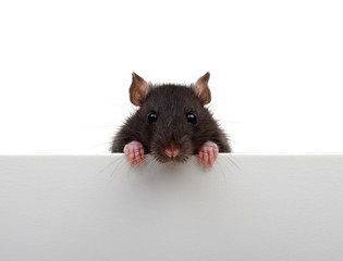 Portrait of a black rat isolated on white