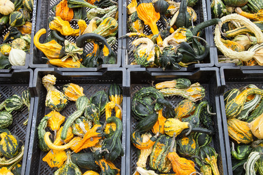 Cagettes de coloquintes en vente sur l'&eacute;tal d'un march&eacute;