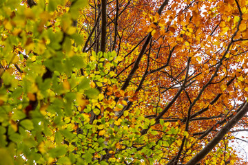 autumn leaves on tree, natural pattern.