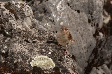 Sparrow (Passer domesticus) sitting on natural rocks