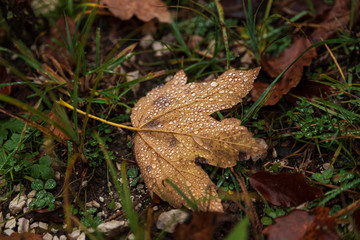 fallen leaves on the ground with droplets 