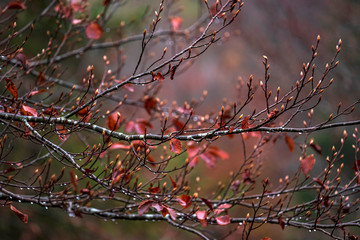 Rain droplets on tree branches