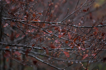 Rain droplets on tree branches
