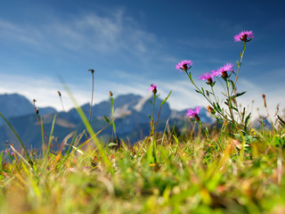 Flowers on the mountain Eckbauer