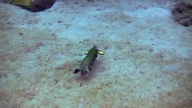 Peacock Mantis Shrimp, Odontodactylus Scyllarus, Philippines