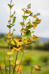 herbstlicher Zweig mit gelben und grünen Blättern weht im Herbstwind