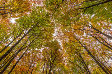 Colorful foliage of the woods in autumn