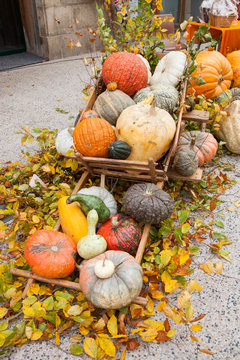 Charreton charg&eacute; de potirons, potimarrons, courges et coloquintes