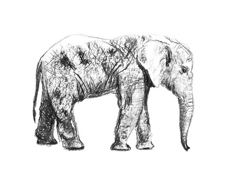 Charcoal pencil drawing walking elephant. The view from the side