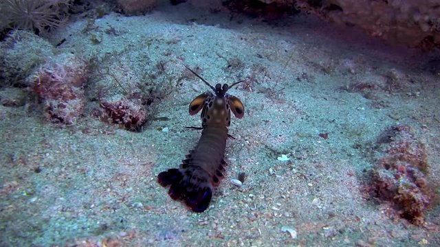 Peacock Mantis Shrimp, Odontodactylus Scyllarus