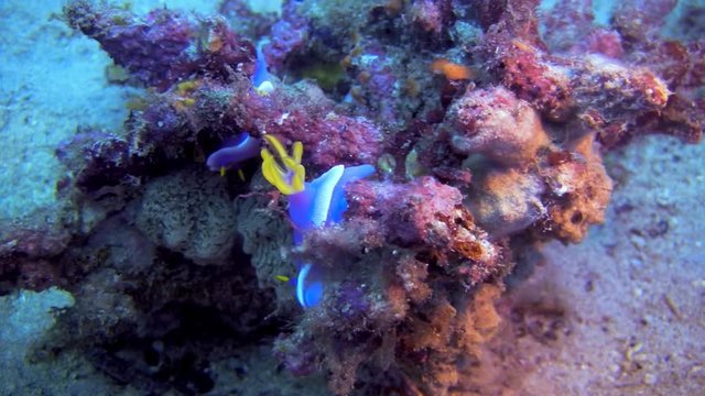 Nudibranch, Risbecia Apolegma, Philippines