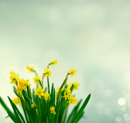 Yellow daffodil flowers