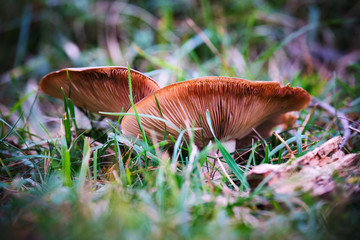 Mushrooms in the grass in a forest at Garmisch-Partenkirche