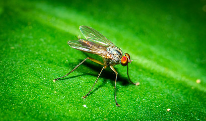 macro shot of fly on green leaf, closeup fly