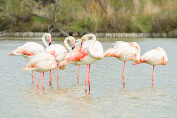 group of greater flamingos in a lagoon