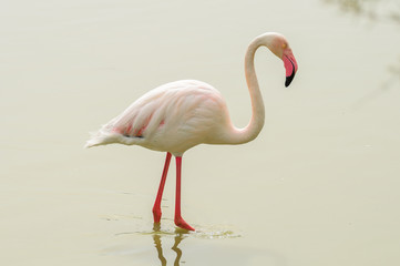 Fototapeta na wymiar greater flamingo isolated in a lagoon