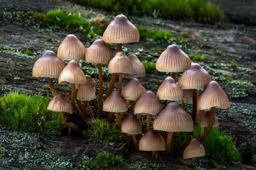 Woodland fungi mushrooms which are often called toadstools
