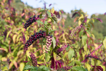 Kermesbeere (Phytolacca)