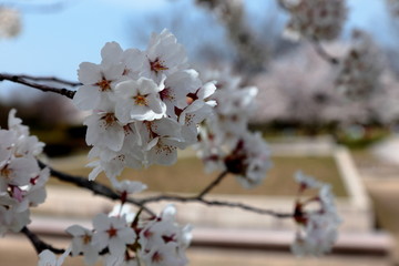 桜