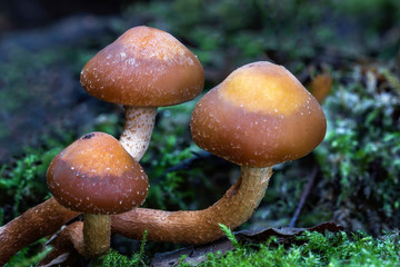 Woodland fungi mushrooms which are often called toadstools