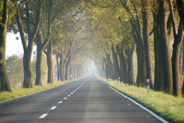 Autumn country road with big trees around