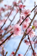 Cherry blossom