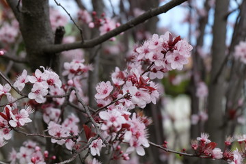 Cherry blossom