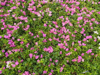 Pink Bougainvillea Flowers with Green Leaves Background