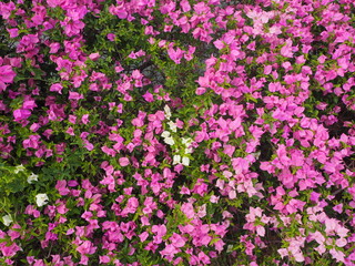 Pink Bougainvillea Flowers with Green Leaves Background