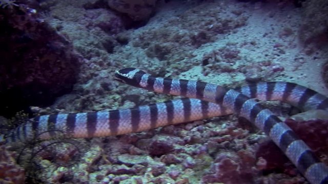 Banded sea snake, Laticauda colubrina on a coral reef in  Philippines