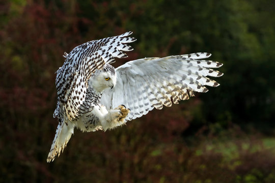 Snowy Owl with its wings outspread in flight